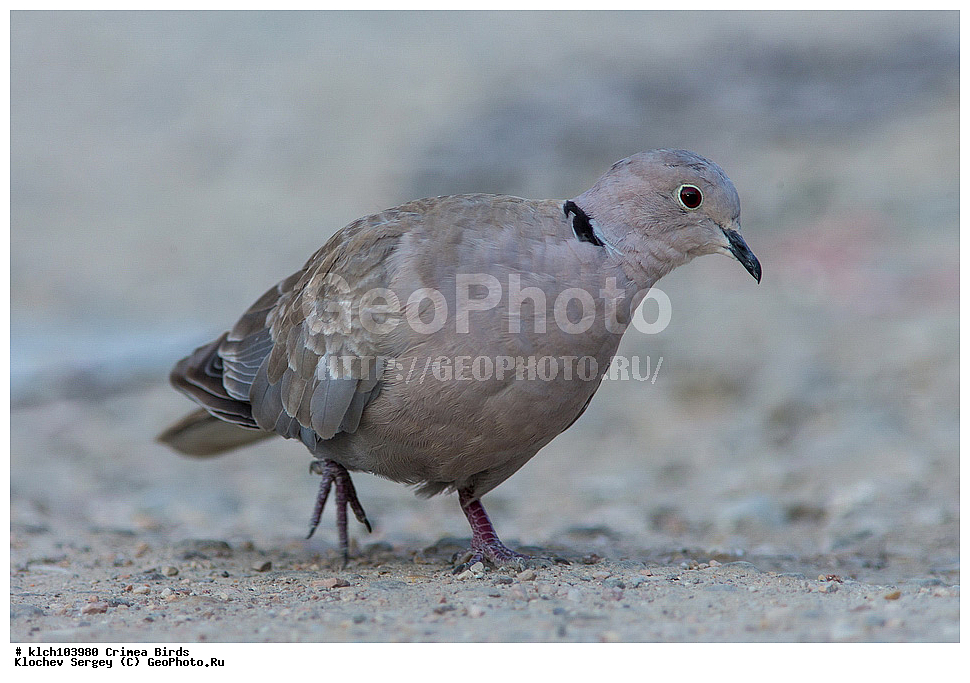 ��������, ��������, �����, �����, ��������, �����������, XYZ, ���� �������� ����������, ���������, Columbidae, ��������� �������, Streptopelia decaocto