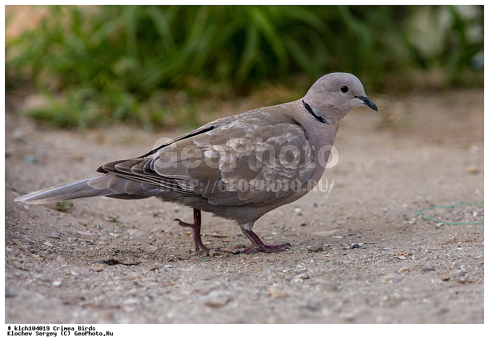 ��������, ��������, �����, �����, ��������, �����������, XYZ, ���� �������� ����������, ���������, Columbidae, ��������� �������, Streptopelia decaocto
