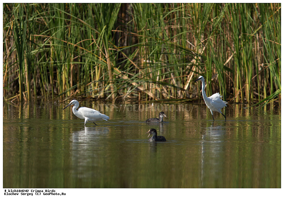 ��������, ��������, �����, �����, ��������, �����������, XYZ, ���� �������� ����������, ��������, Ardeidae, ����� ����� �����, ������-�����, Egretta garzetta