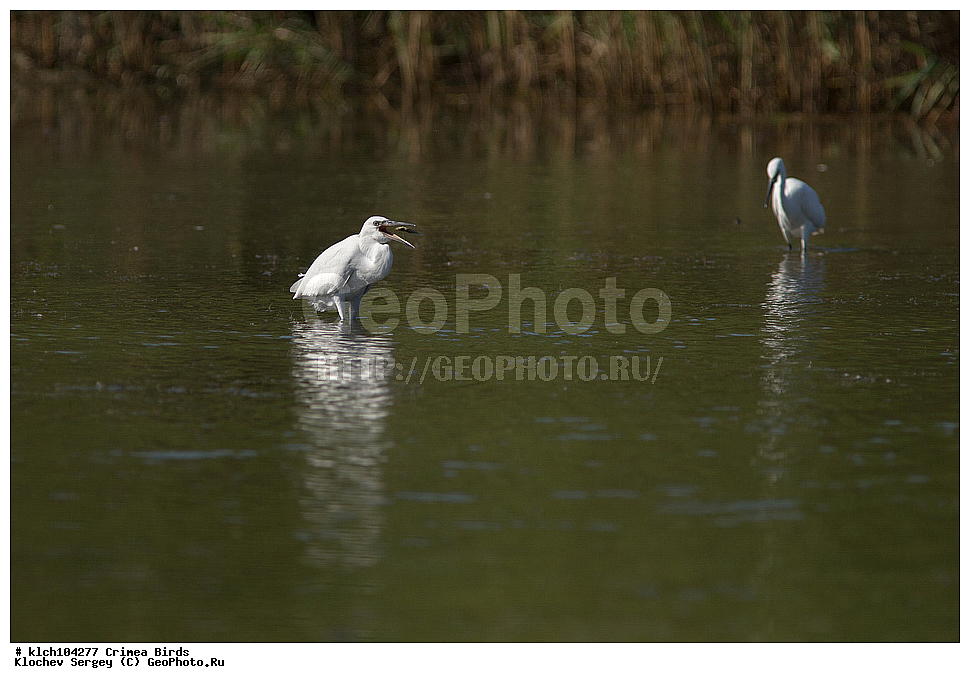 ��������, ��������, �����, �����, ��������, �����������, XYZ, ���� �������� ����������, ��������, Ardeidae, ����� ����� �����, ������-�����, Egretta garzetta