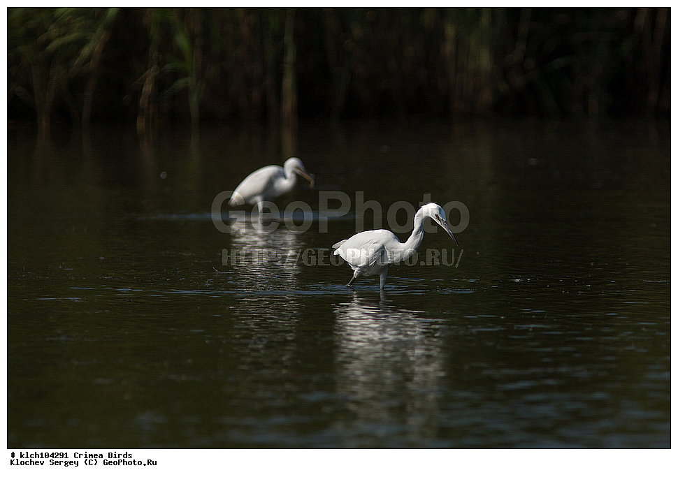 ��������, ��������, �����, �����, ��������, �����������, XYZ, ���� �������� ����������, ��������, Ardeidae, ����� ����� �����, ������-�����, Egretta garzetta