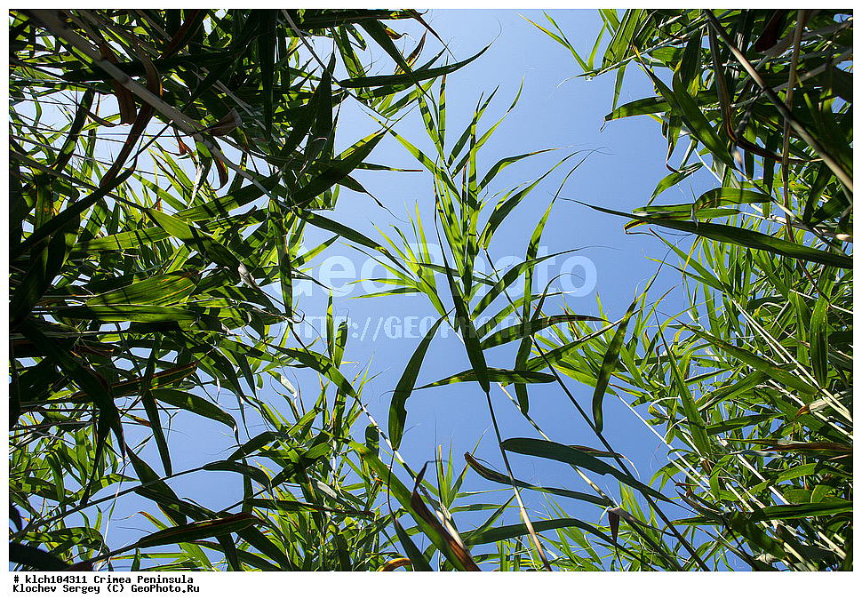 ����, �������� ����������, �������, ������