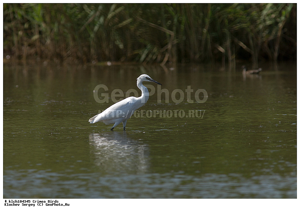 ��������, ��������, �����, �����, ��������, �����������, XYZ, ���� �������� ����������, ��������, Ardeidae, ����� ����� �����, ������-�����, Egretta garzetta