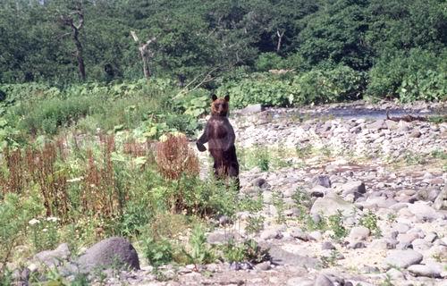 ����� �������, �������, �������, �������������, �����, �����, XYZ, ��������, Ursidae, ����� �������, ������������ �������, Ursus arctos