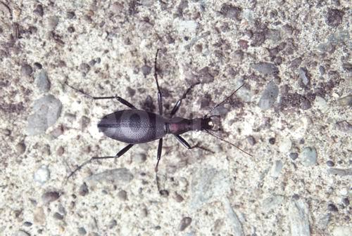 �������� ����������������, ��������, ������� �����, ��������� �������