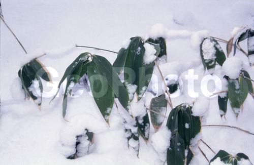 ���������� ������, ���������� ������ �����, �����