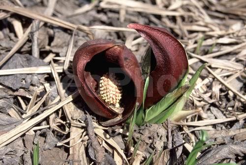 ��������, ���������, ��������, �����, ��, ��������