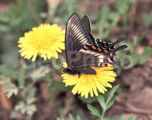 �������, ����������� �����, ���������, �����, ������, ��������, ��������, ��������������, ���������, ���������, �������, �������, XYZ, ���������, �����������, ��������, Papilionidae, �������� �����, ����������� �����, Papilio maackii