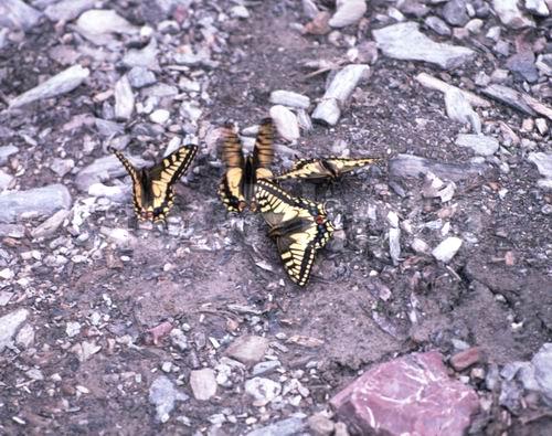 �������, �������, ���������, �����