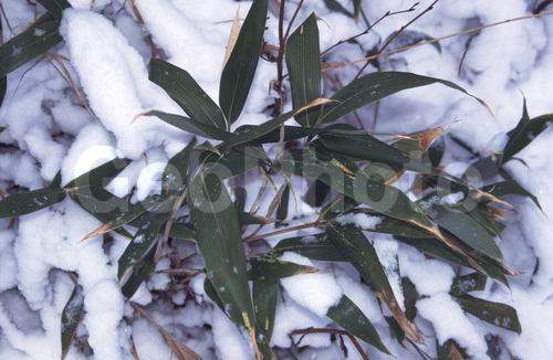 ���������� ������, ������, �����