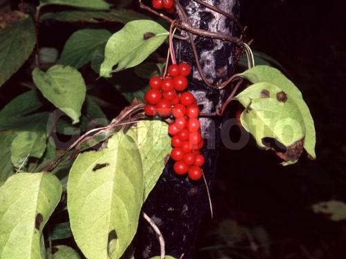 ��������, ��������, ��������, �����