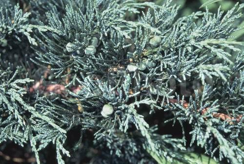 ������������, ������������ ��������, ��������, �����