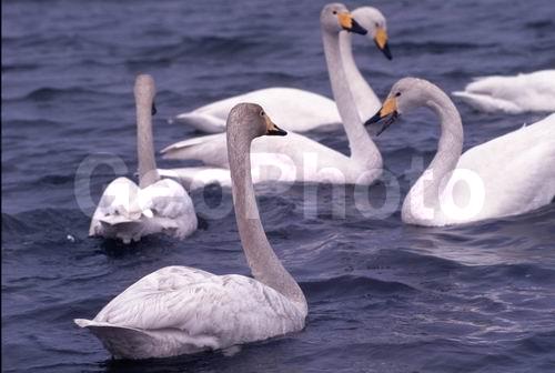 ������, ������, �����������, �����