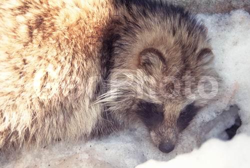 ��������, ��������, �������������, �������������, �����, �����, �������, ������, XYZ, ������, �������, ������, Canidae, ����������� ������, ����������� ����������� ������, ����������� ����������� ����, ����������� ����, ������, Nyctereutes procyonoides, �������