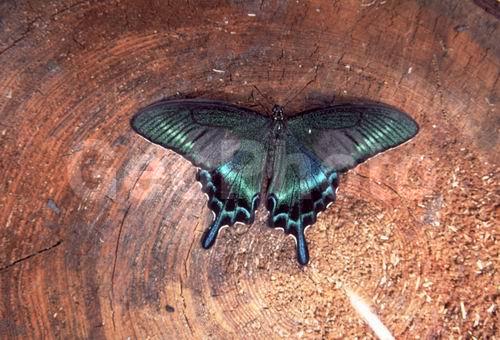 ����������� �����, �������, ���������, ���������, �����, �����������, �������������,������, ��������, ��������, ��������������, ���������, ���������, �������, �������, XYZ, ���������, �����������, ��������, Papilionidae, �������� �����, ����������� �����, Papilio maackii