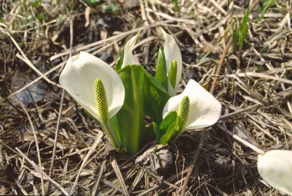 Lysichiton camtschatense, ���������, ��������� ����������, ��������, �����