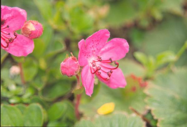 Rhododendron kamtschaticum, �����������, ����������� ����������, ����� ������, ���������, ����������, ������������ ��������, ������������ ��������, ������������, ������������ �����������, �����������, ������������, ���������, �����, ����������