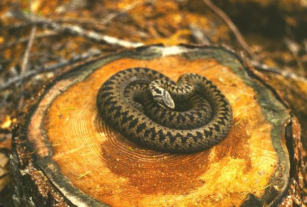 Vipera berus, ������, ����, ������, ��������