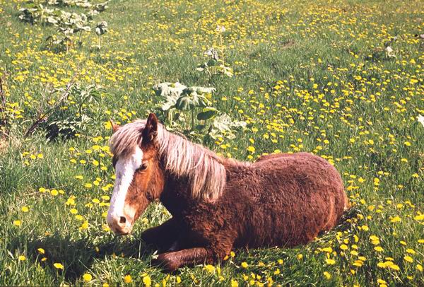 ���������, ��������� � �����������, �������� ��������, �����������