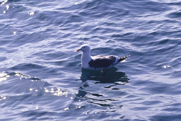 Larus, �����, �����������, �����