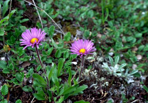 Aster consanguineus, �����, ����� ������������ (Aster consanguineus Ledeb. ), �������������, ����� ������