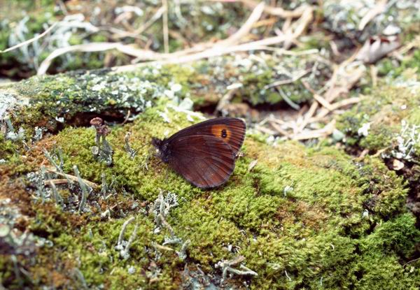 Erebia ligea, �����, �������, �������� ����� (Erebia ligea), �������, ����������, ��������, �����������