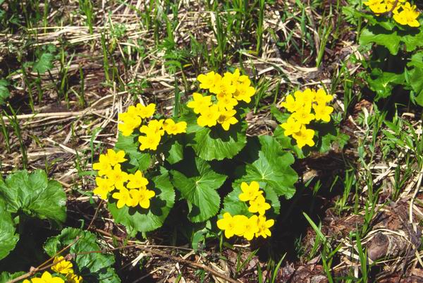 ��������� ��������, ��������� �������� (Caltha fistulosa), �altha fistulosa, ���������, �����
