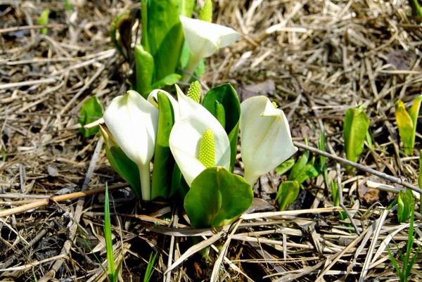 Lysichiton camtschatense, ��������� ����������, ��������� ���������� (Lysichiton camtschatense), ��������, ������������, �����, �����
