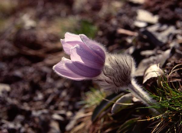 Miyakea integrifolia, Pulsatilla, ������, ������ ������������� (Miyakea integrifolia), �������, ������ �����, ���������, �������