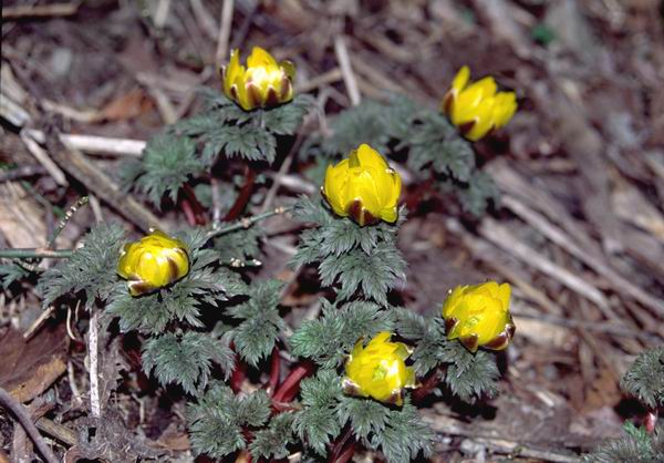 Adonis amurensis, ������, ������ �������� (Adonis amurensis), ���������, ����������, �����