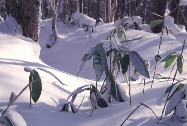 Sasa kurilensis, ������, ������ (Sasa kurilensis), �����