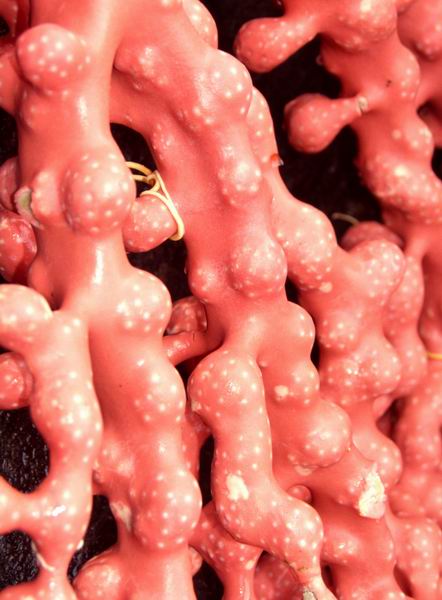 �������, ������� ������, ����������������