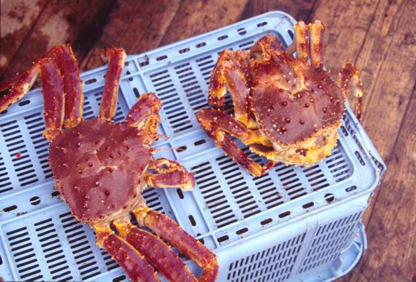 Decapoda, Paralithodes platypus, ����� ����, ����� ���� (Paralithodes platypus), ��������������, ���������, ����, ������������