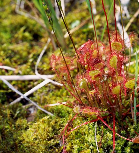 ������ ��������, �����, ���������� ��������, ������������ ��������, ������������ ��������, ������, �����, XYZ, ����������, Droseraceae, ������� �������������, �������, ��������� ����, ����� ���, Drosera rotundifolia, ������, ����������