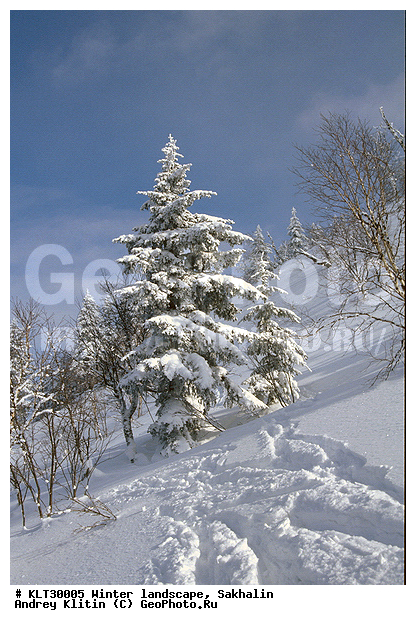 �������, ����, ����, ����������� ����-����������, ������, ����