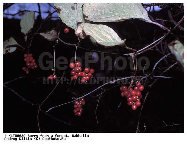 ��������, �������, ��������, ������� ������, �������, ����������, ��������, �����