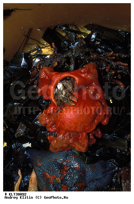 ������, ����