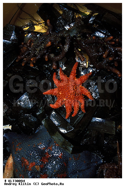 ������, ����