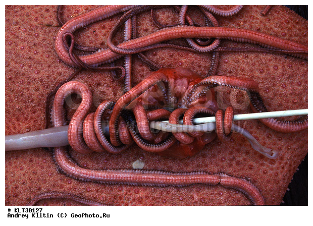 ������, ����