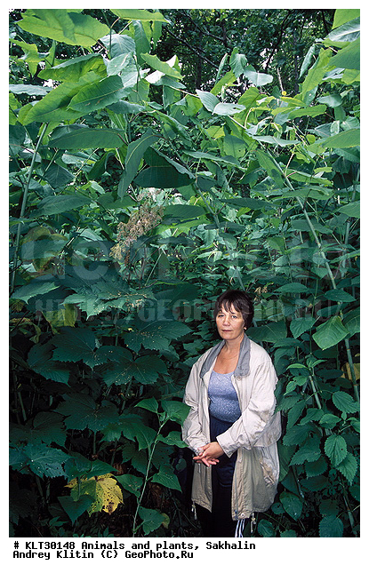 �������, �������