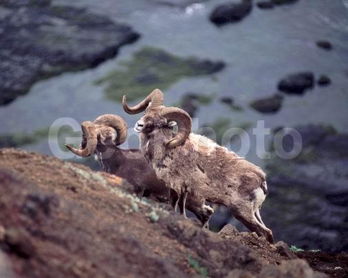 �����, ����, �����, �������������, �����, �������