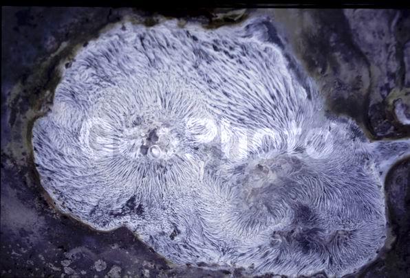 ���������, ������, ������, �������, ���������, ������������, ����������