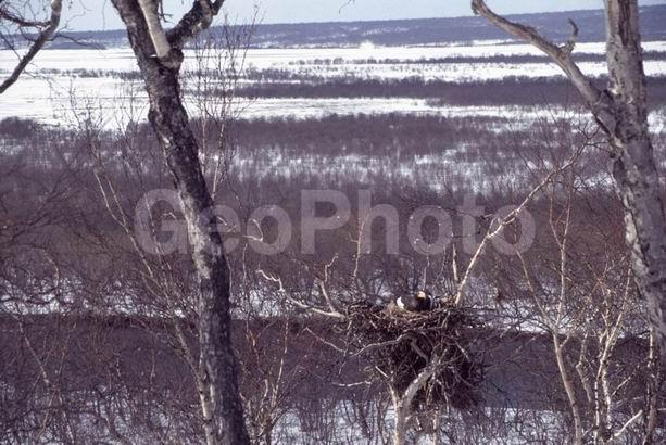 ����������, ��������, ������, ��������, ����, �����, �����, �������, ������, �����, ���������, �������, ������, ����, ��������, ��������, �����, �����, ��������, �����������, ������ �����, ������ �����, XYZ, ����������, Accipitridae, ���������� �����, ������������� �����, Haliaeetus pelagicus, ��������, ��������, �����, �����, ��������, �����������, ������ �����, ������ �����, XYZ, ����������, Accipitridae, ���������� �����, ������������� �����, Haliaeetus pelagicus