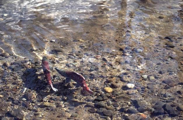 ��������, ����, ������, ������, ������, �����������, �����, ��������, �����������, ����, ����