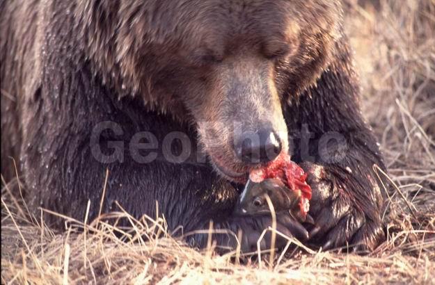 ��������, ������, �������, �����, ����, �������, ������, �������������, �����, �����, XYZ, ��������, Ursidae, ����� �������, ������������ �������, Ursus arctos