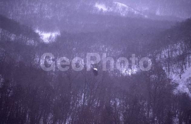 гнездо, животные, зима, орел, орлан, птица, снег, хищник, Животные, животное, птица, птицы, авифауна, орнитофауна, хищная птица, хищные птицы, XYZ, Ястребиные, Accipitridae, Белоплечий орлан, Тихоокеанский орлан, Haliaeetus pelagicus