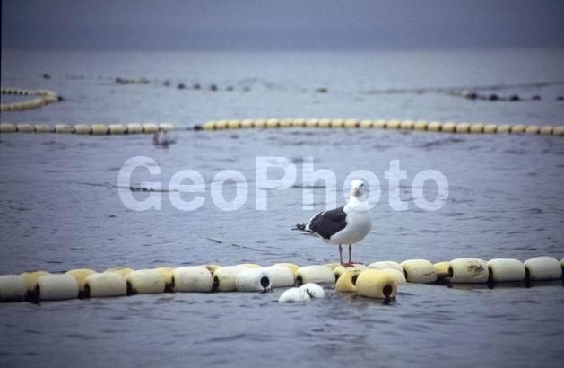 �����, ��������, ��������, �������, �������, �������, ������, ����, �����, �������, ��������, �����, ����, ������, �����, �����