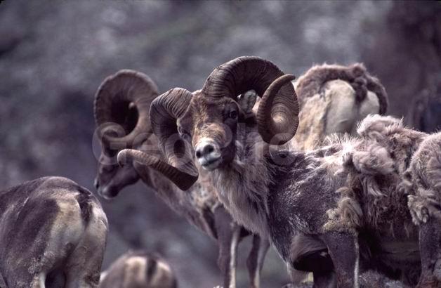 �����, ����, ��������, �����, �������������, �����, �������