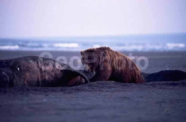 ��������, �����, ��������, �������, �������, �������������, ���������, ����, ������, �������������, �����, �����, XYZ, ��������, Ursidae, ����� �������, ������������ �������, Ursus arctos