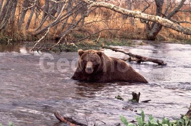 ��������, ������, �������, �����, ����, �������, ������, �������������, �����, �����, XYZ, ��������, Ursidae, ����� �������, ������������ �������, Ursus arctos